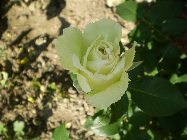 ružica